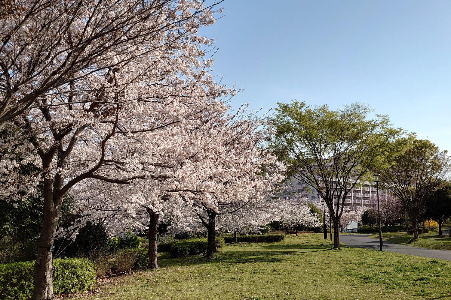大島の宅配クリーニング1